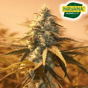 Premium Cannabis Seeds for Sale in South Africa: Discover Top-Quality Strains for Your Growing Experience