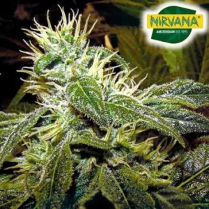 Exploring High-Quality Weed Seeds for Sale in South Africa: Your Ultimate Source for Premium Cannabis Genetics